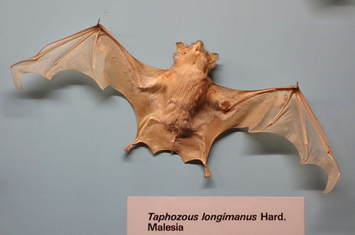 Long-winged tomb bat